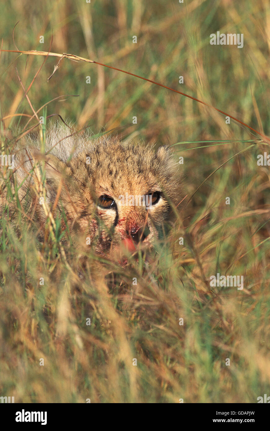 Gepard Acinonyx Jubatus, CUB mit blutigen Gesicht GETARNTES IN langen GRASS, Kenia Stockfoto