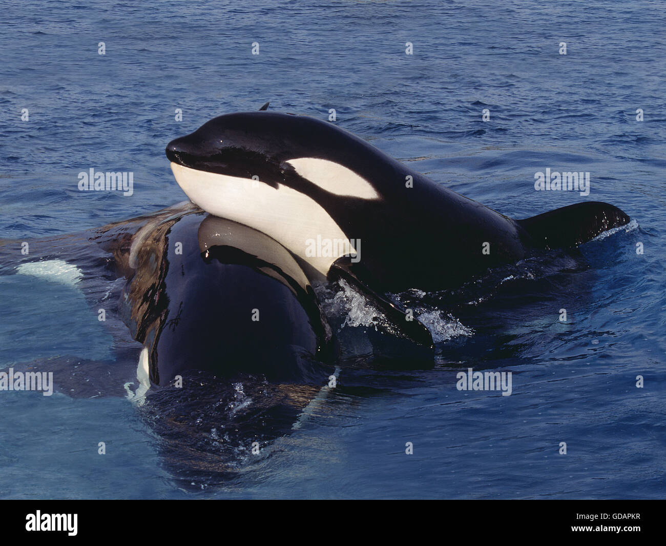 GROßER SCHWERTWAL Orcinus Orca, Erwachsene in Oberfläche Stockfoto