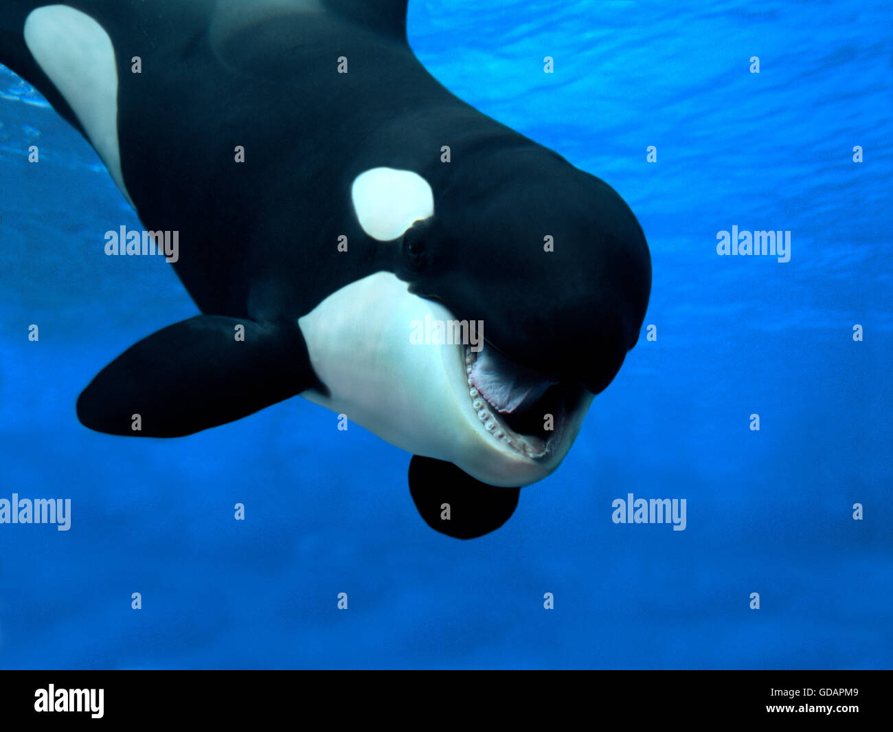 Schwertwal Orcinus Orca, Erwachsene mit offenem Mund Stockfoto