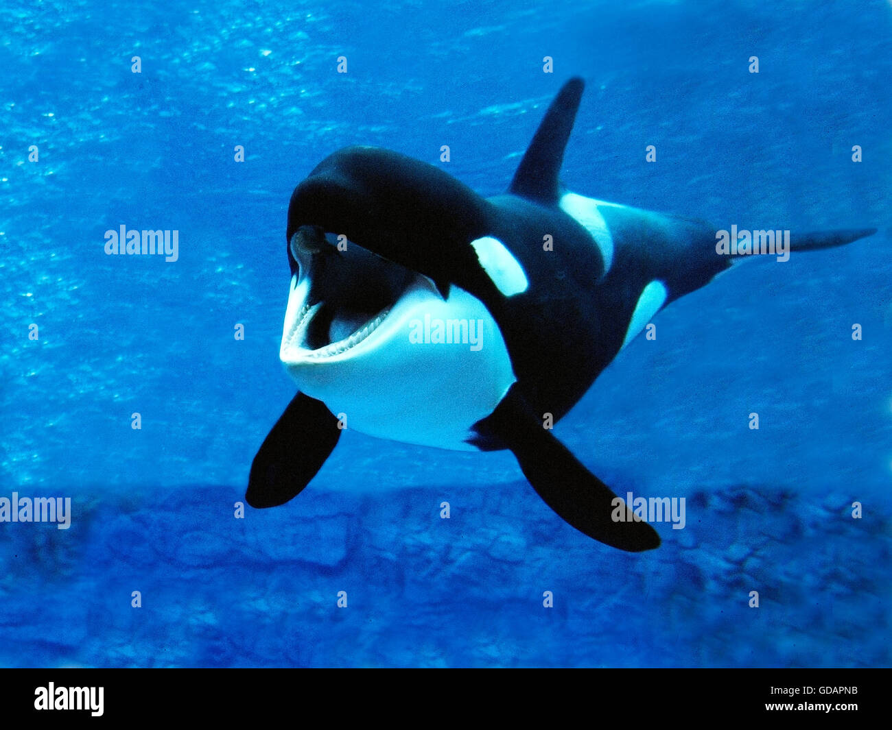 Schwertwal Orcinus Orca, Erwachsene mit offenem Mund Stockfoto