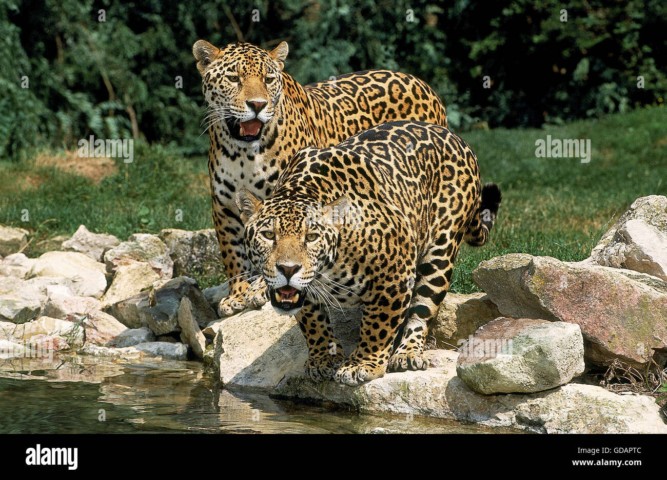 JAGUAR Panthera Onca, Erwachsene am Wasserloch Stockfoto