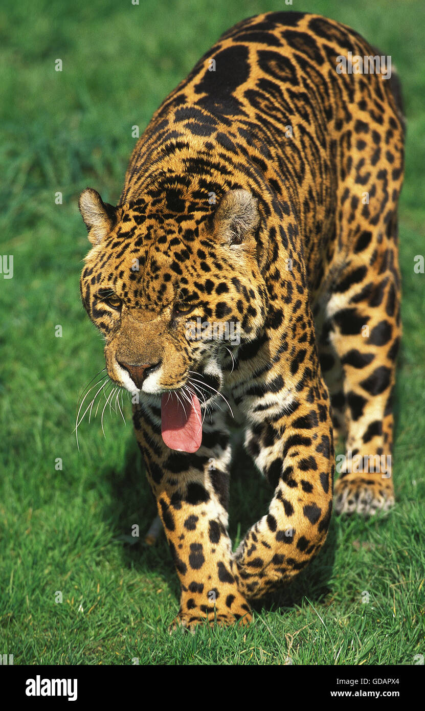 JAGUAR Panthera Onca, Erwachsene GÄHNEN Stockfoto