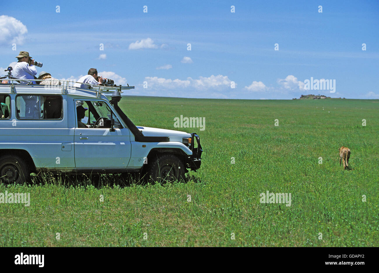 Tourist in 4-Rad Antrieb Vehicule beobachten Gepard, Serengeti-Park in Tansania Stockfoto