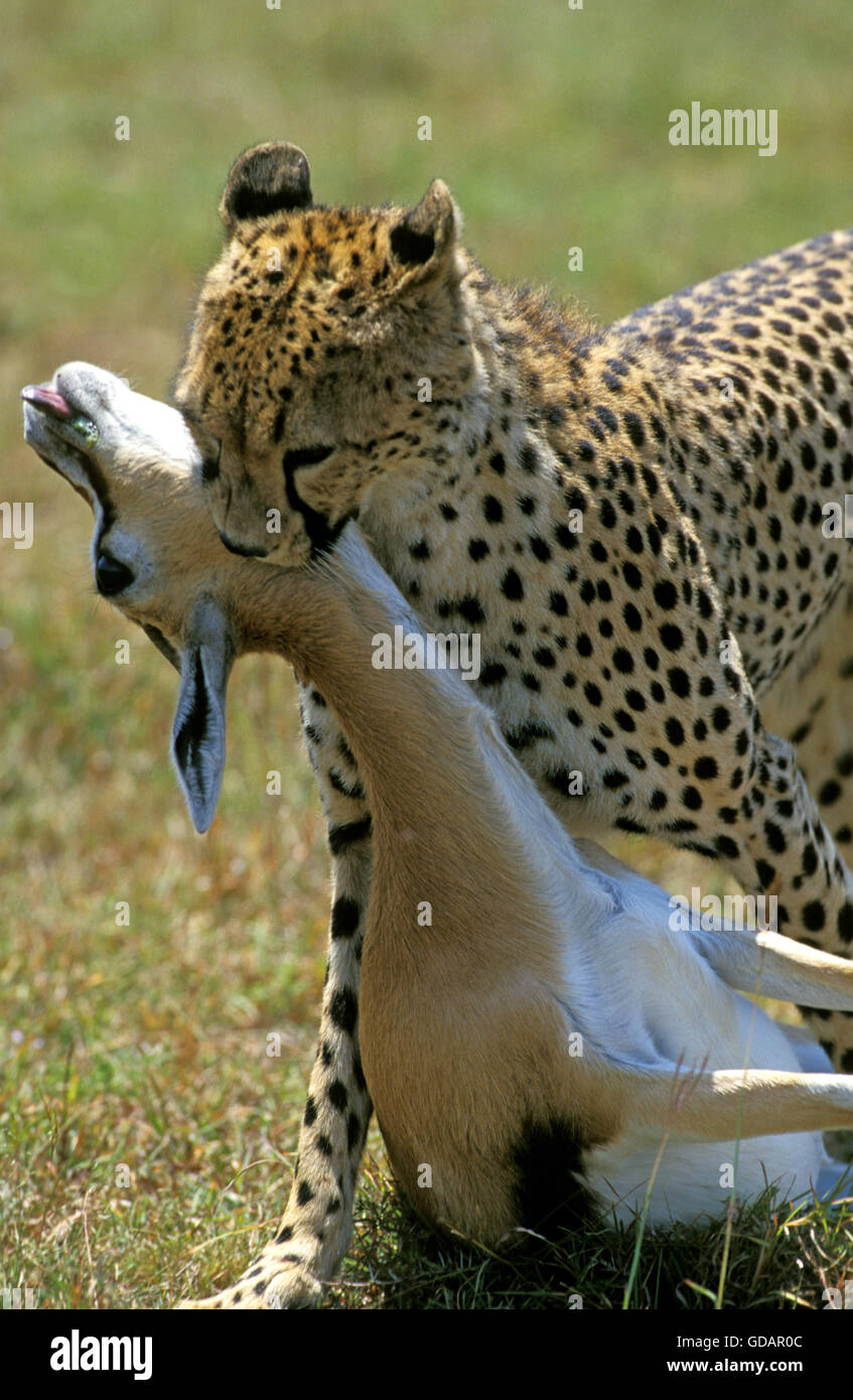 Gepard Acinonyx Jubatus, Erwachsene mit A THOMSON GAZELLE töten, Kenia Stockfoto