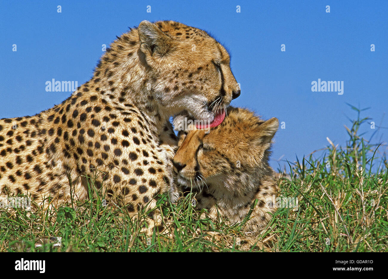 Gepard Acinonyx Jubatus, Erwachsene GROOMING, MASAI MARA PARK, Kenia Stockfoto