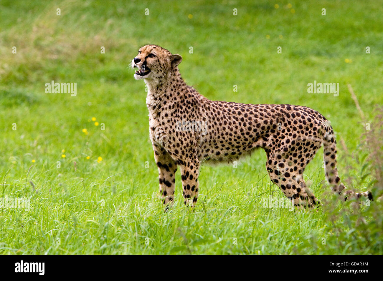 Gepard, Acinonyx jubatus Stockfoto