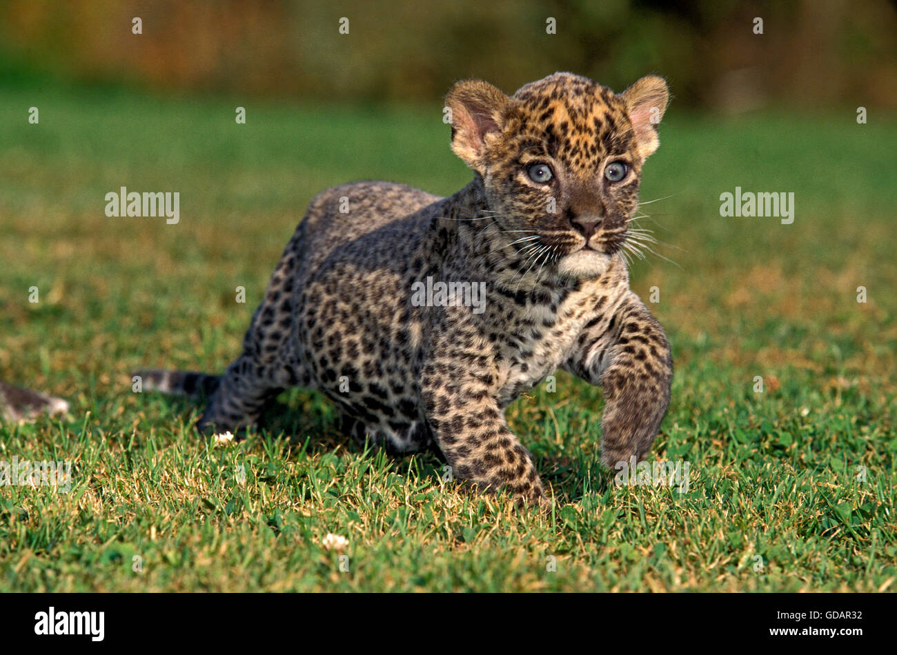 Leopard, Panthera Pardus, Jungtier auf Rasen Stockfoto