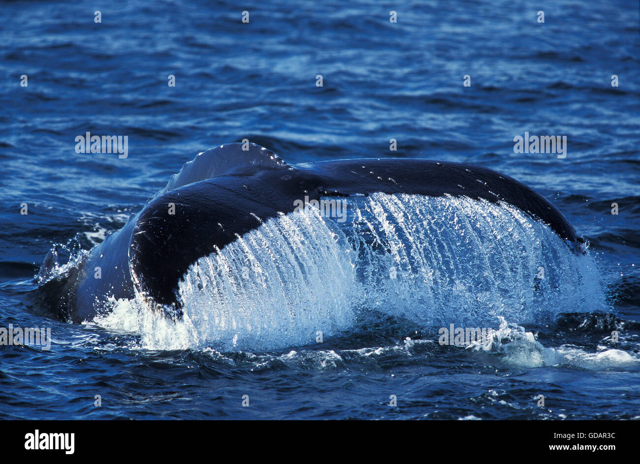 Humpack Wal, Impressionen Novaeangliae, Tail an Oberfläche, Alaska Stockfoto