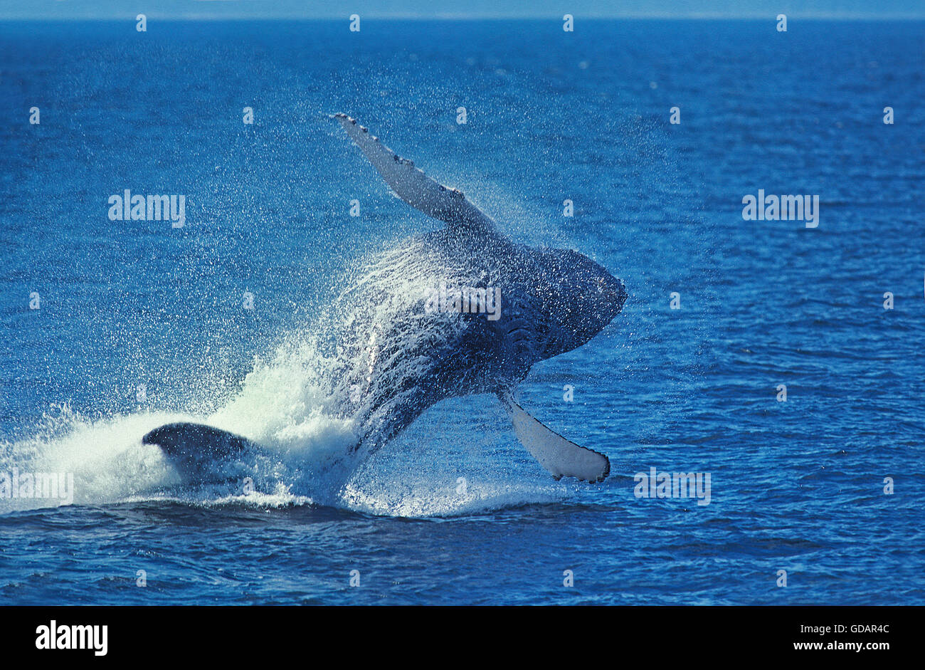 Humpack Wal, Impressionen Novaeangliae, Erwachsene Breaching, Alaska Stockfoto