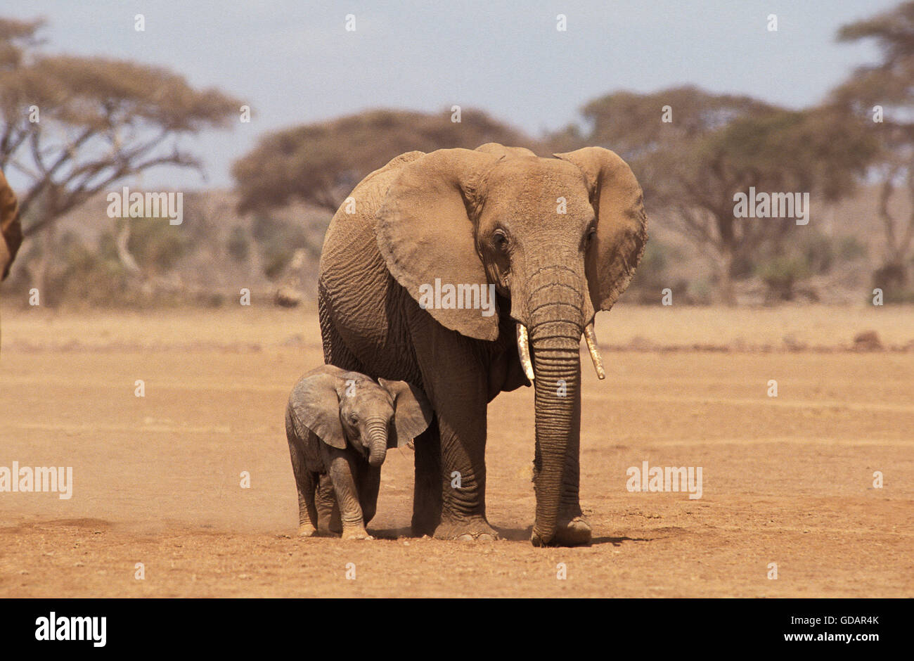 Afrikanischer Elefant, Loxodonta Africana, weiblich mit Kalb, Amboseli Park in Kenia Stockfoto