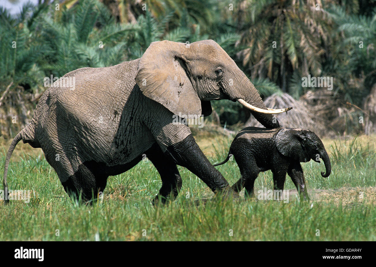 Afrikanischer Elefant, Loxodonta Africana, weiblich mit Kalb aus Sumpf, Amboseli Park in Kenia Stockfoto