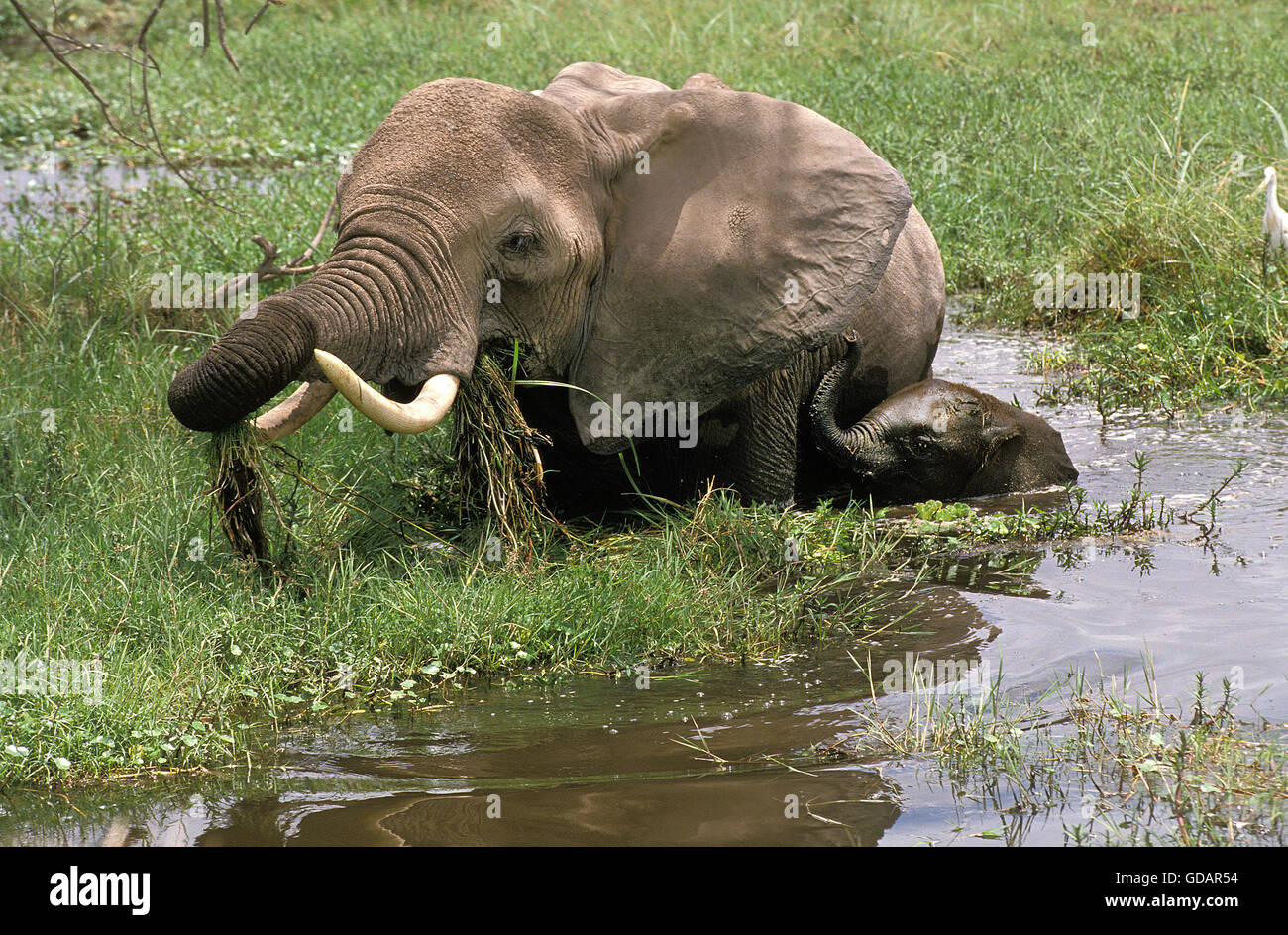 Afrikanischer Elefant, Loxodonta Africana, weiblich mit Kalb Essen im Sumpf, Amboseli Park in Kenia Stockfoto