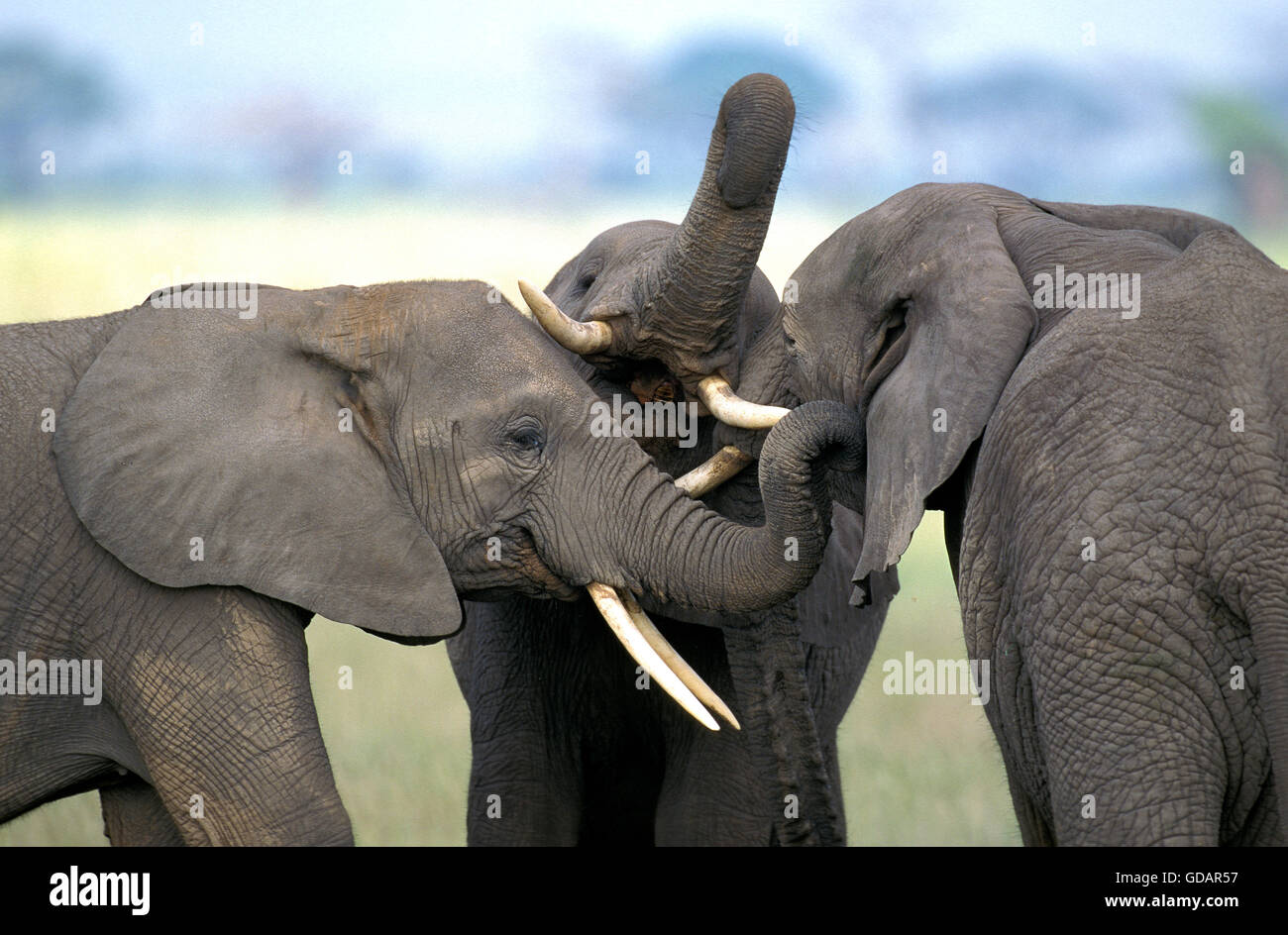 Afrikanischer Elefant, Loxodonta Africana, Jungvögel Playfighting, Nahaufnahme von Köpfen, Kenia Stockfoto