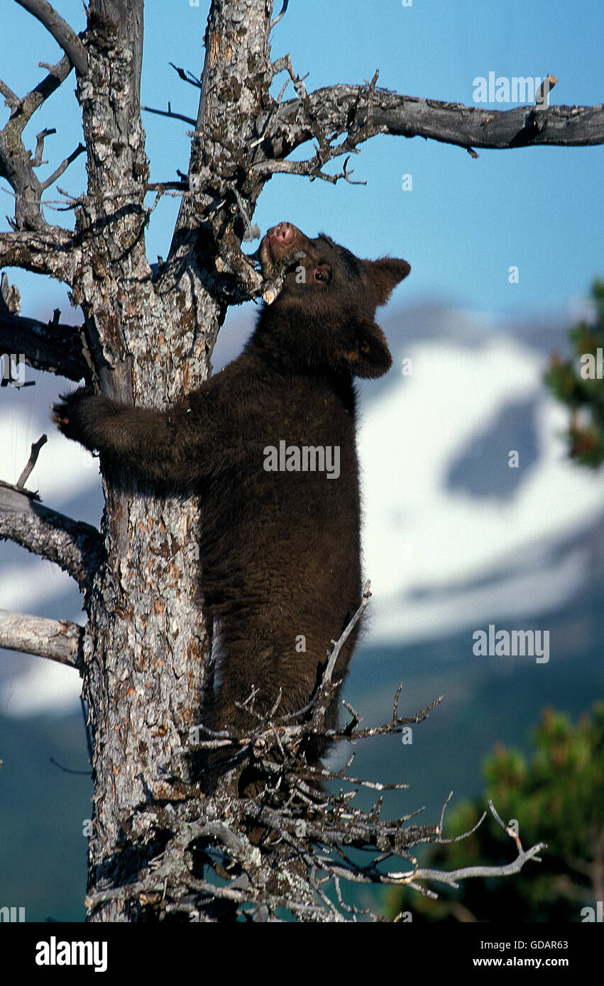 Amerikanischen Schwarzbären, Ursus Americanus, Cub spielen im Baum, Kanada Stockfoto