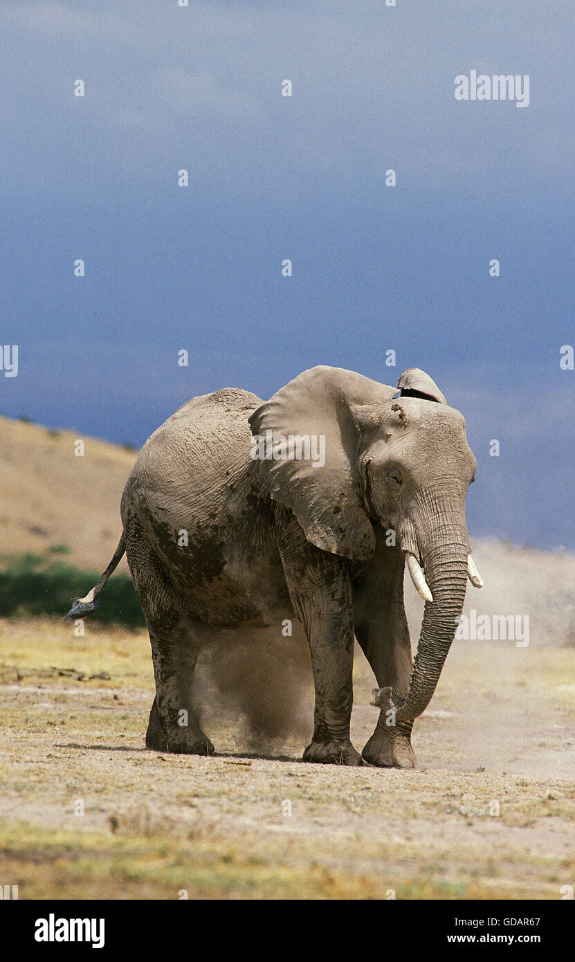 Afrikanischer Elefant Loxodonta Africana, Erwachsene haben Staub Bad, AMBOSELI PARK IN Kenia Stockfoto