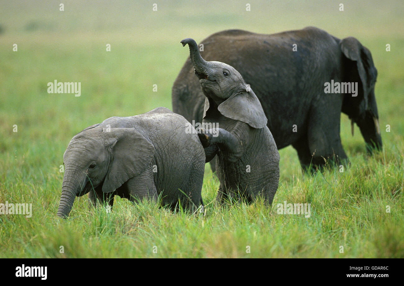 Afrikanischer Elefant, Loxodonta Africana, Kalb spielen, Amboseli Park in Kenia Stockfoto