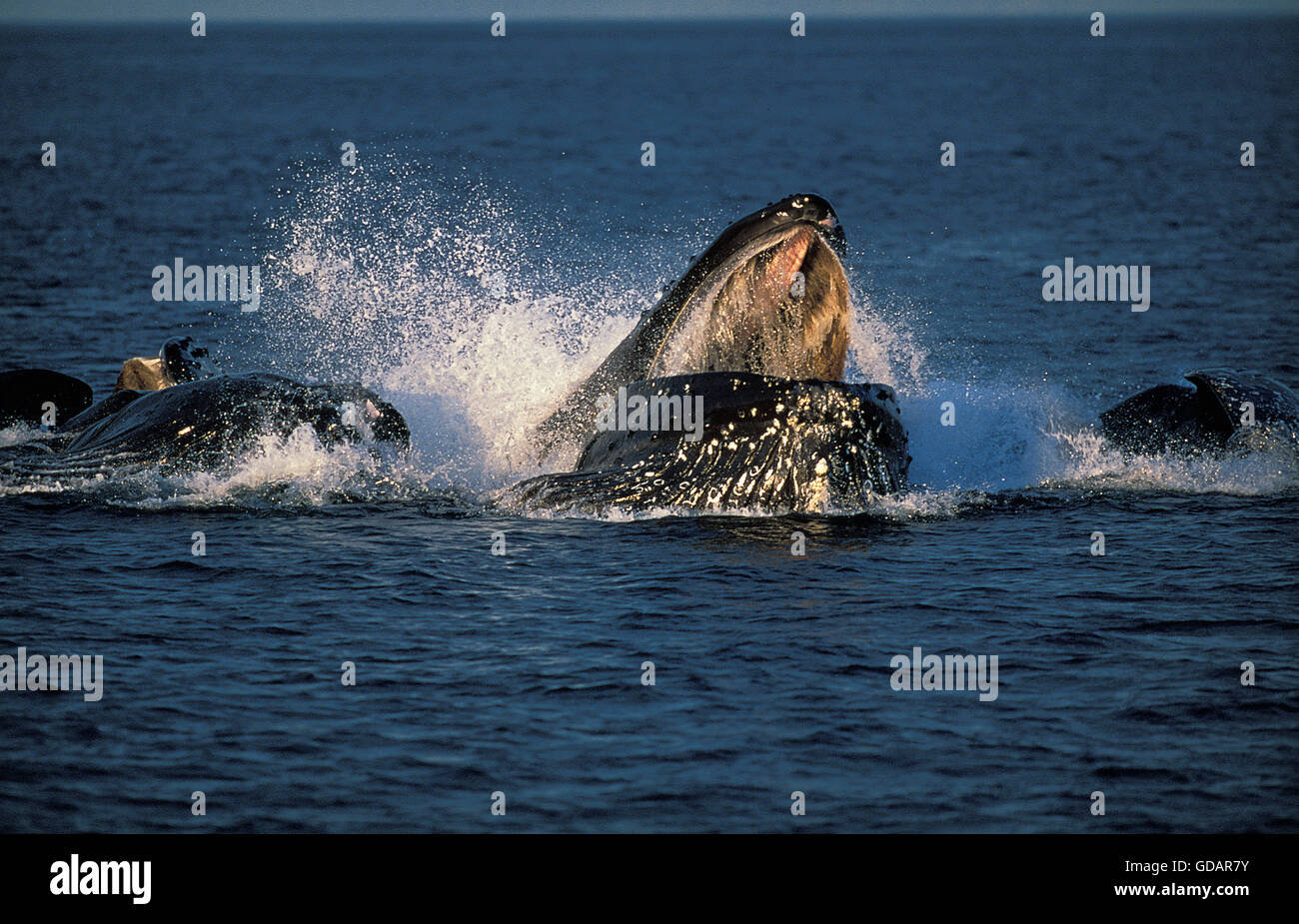 Humpack Wal, Impressionen Novaeangliae, Gruppe Bubble Net füttern, offenem Mund, Krill, Alaska zu fangen Stockfoto