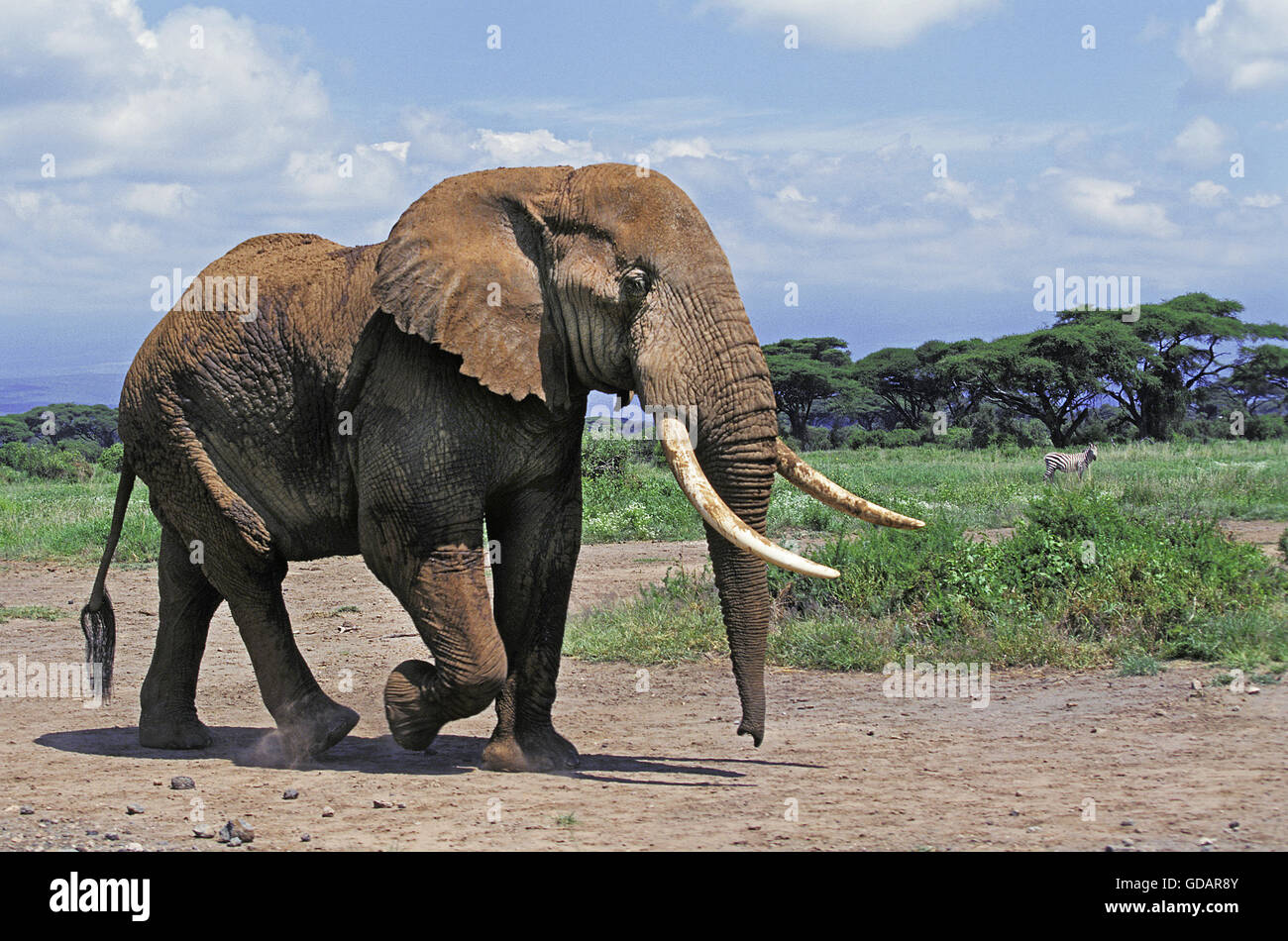 Afrikanischer Elefant, Loxodonta Africana, Erwachsene im Amboseli Park, Kenia Stockfoto