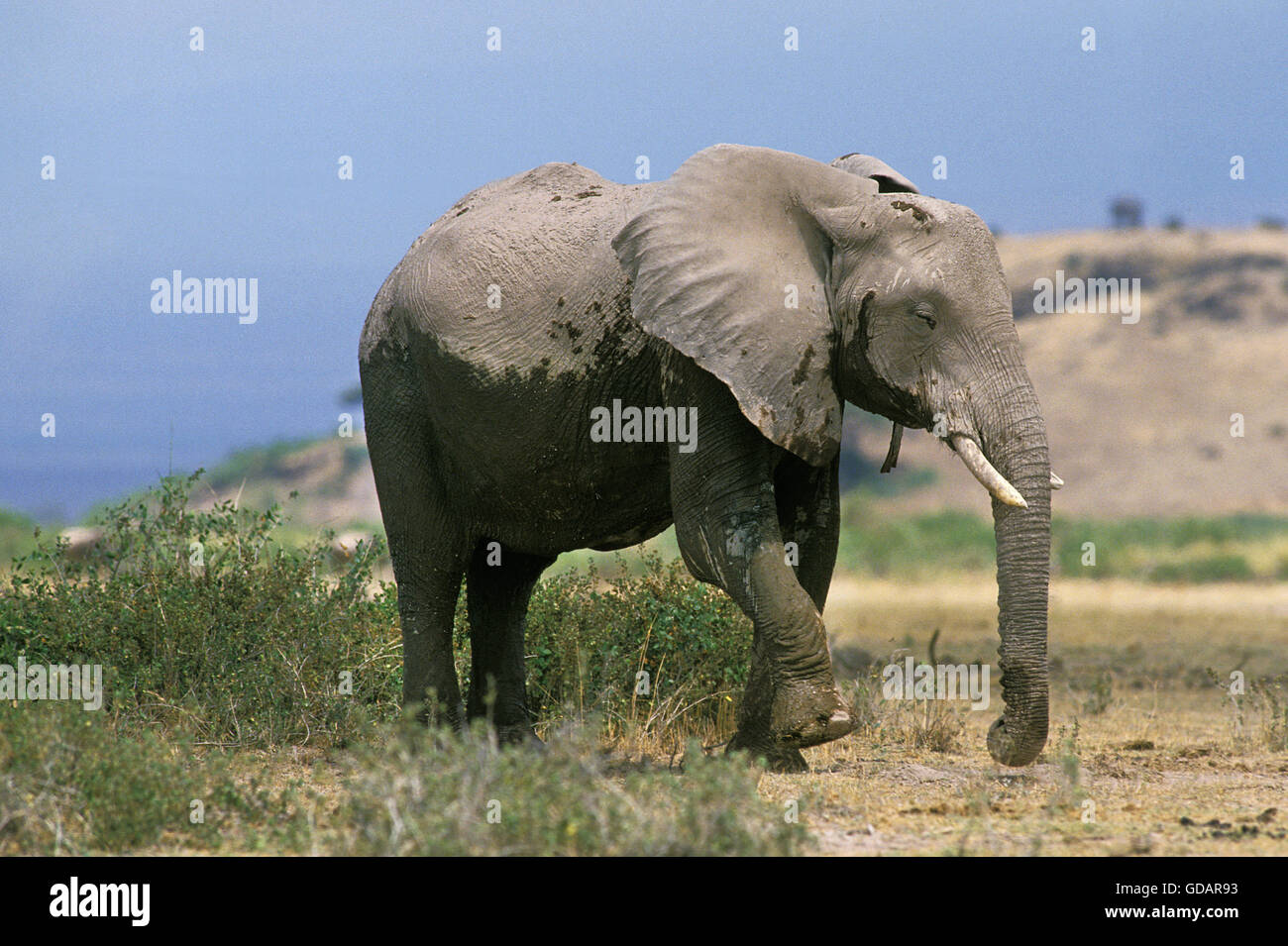 Afrikanischer Elefant, Loxodonta Africana, Erwachsenen in Savannah, Kenia Stockfoto