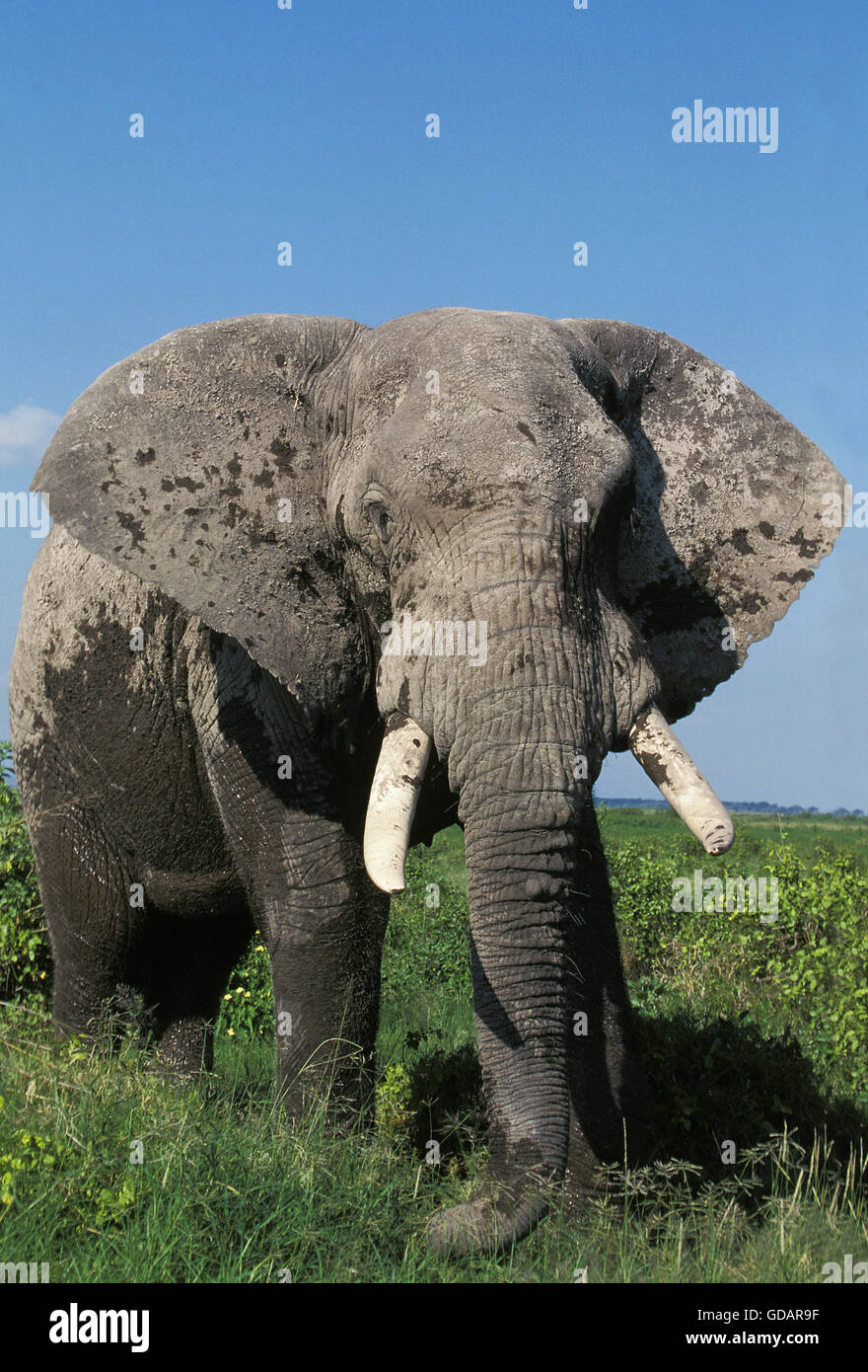Afrikanischer Elefant, Loxodonta Africana, Erwachsene im Amboseli Park, Kenia Stockfoto
