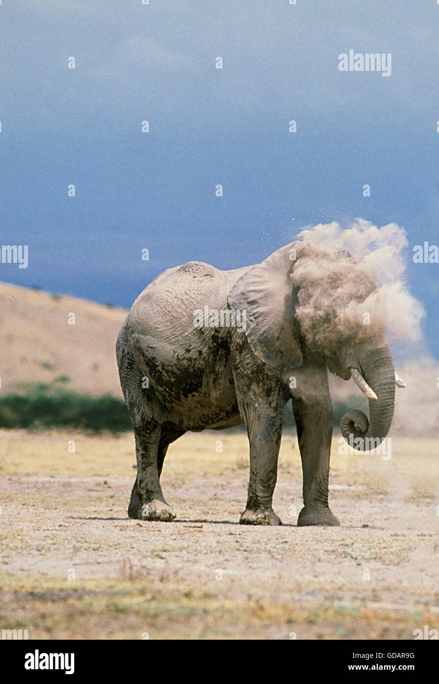 Afrikanischer Elefant, Loxodonta Africana, Erwachsenen Staub Bad, Amboseli Park in Kenia Stockfoto