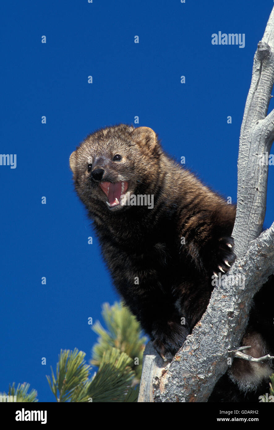 FISHER Martes Pennanti, Erwachsene mit offenem Mund, Kanada Stockfoto