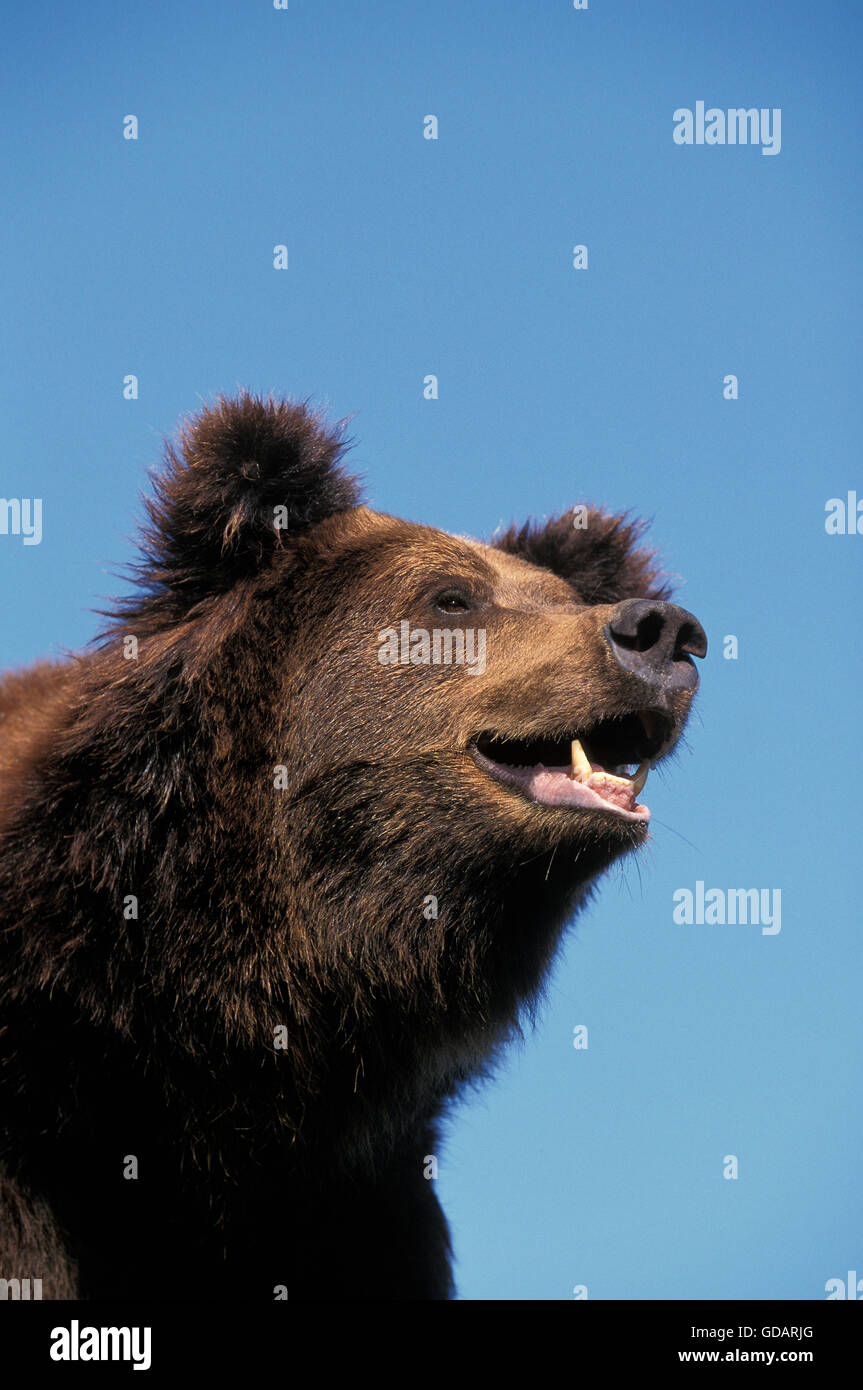 Braunbär Ursus Arctos, Porträt von Erwachsenen Stockfoto