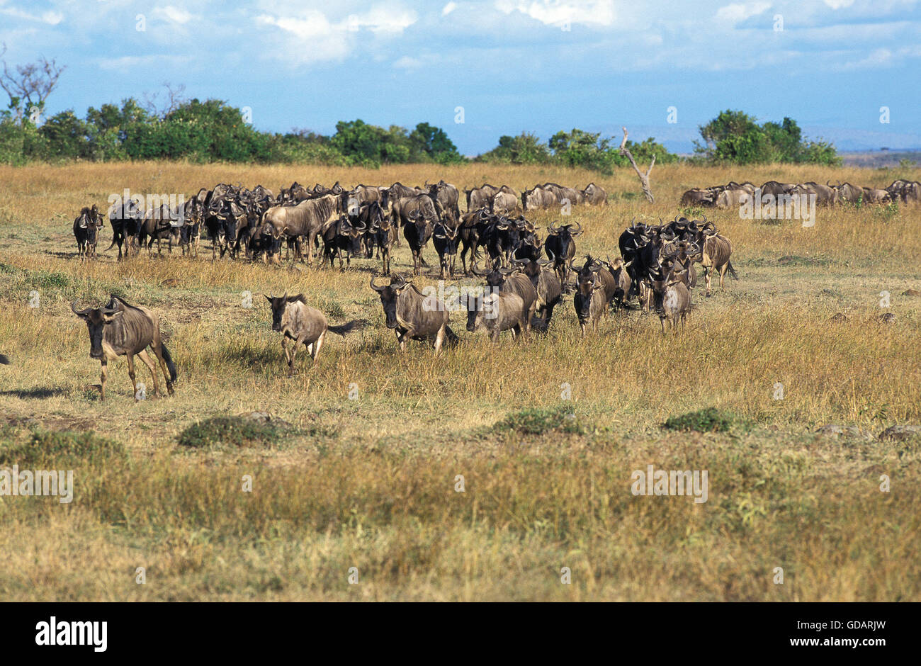 STREIFENGNU Connochaetes Taurinus, Herde zu migrieren, MASAI MARA PARK, Kenia Stockfoto