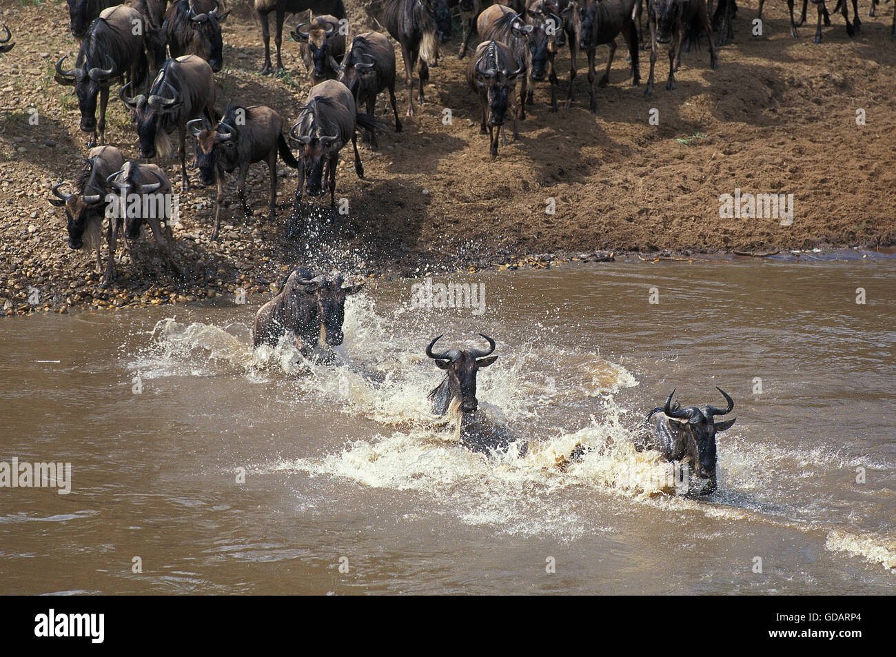 Gnus, Connochaetes Taurinus, Herde Kreuzung Mara River während der Migration, Masai Mara-Park in Kenia Stockfoto