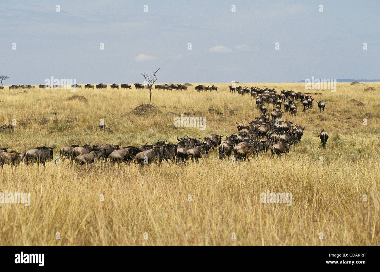 Gnus, Connochaetes Taurinus Herde während der Migration, Masai Mara-Park in Kenia Stockfoto