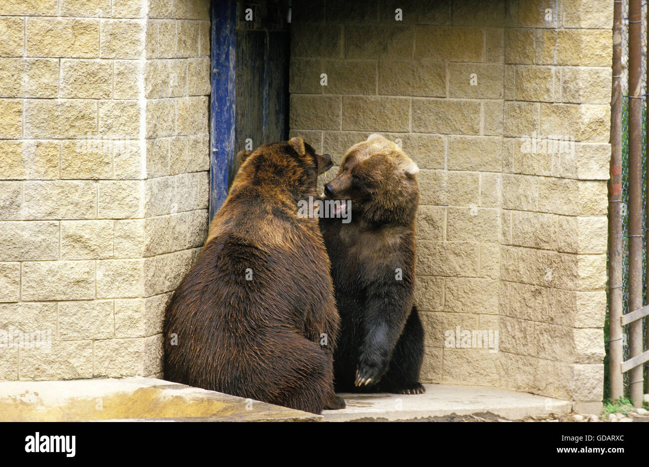 Brauner Bär, Ursus Arctos, im Zoo Stockfoto