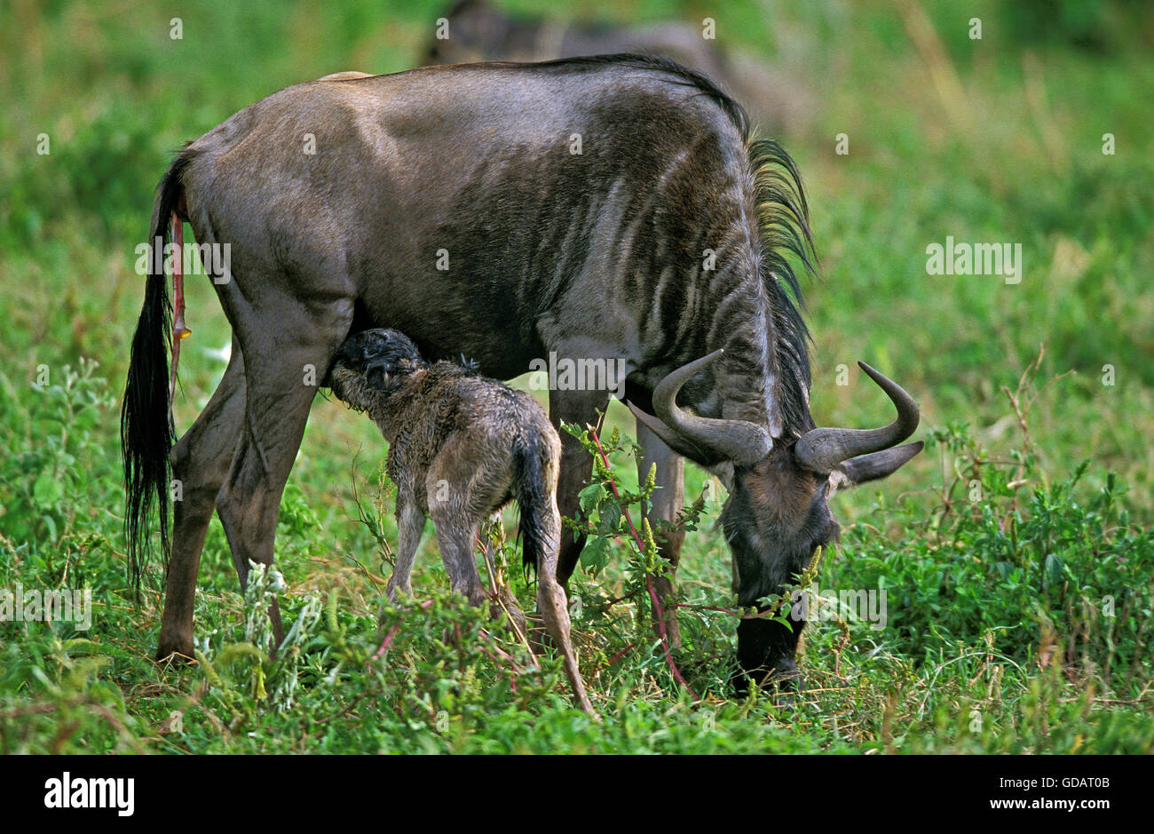 Gnus, Connochaetes Taurinus, weiblich mit Neugeborenen Kalb, Baby Suckling, Serengeti-Park in Tansania Stockfoto