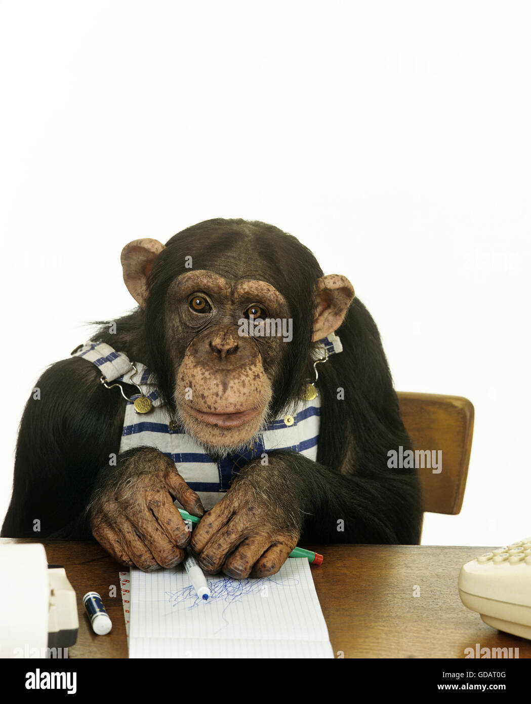 Schimpanse, Pan Troglodytes, verkleidete Affen Zeichnung Stockfoto