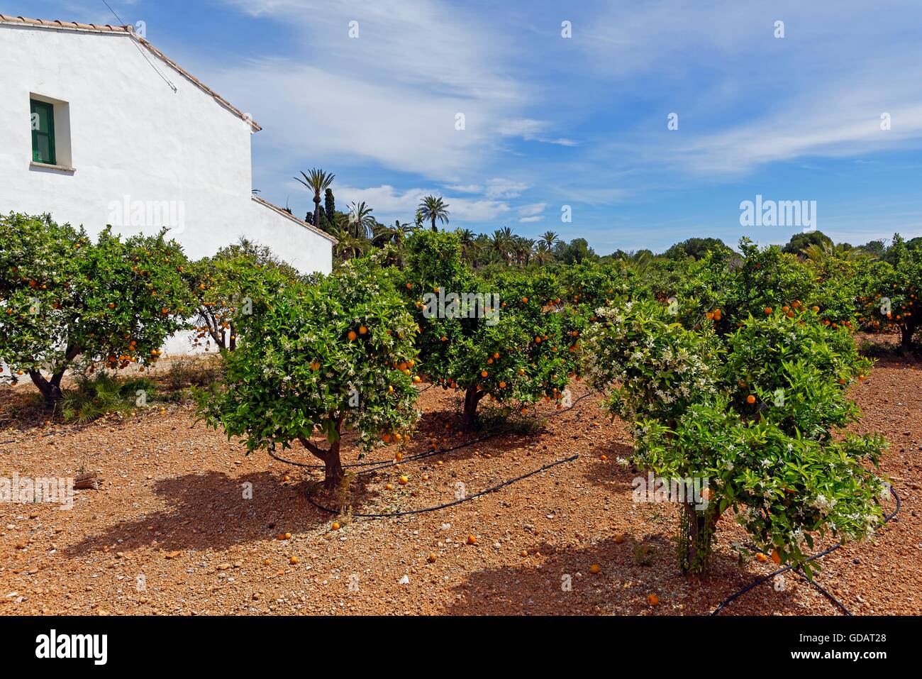 Orangenbäume, Plantage, Landwirtschaft Stockfoto