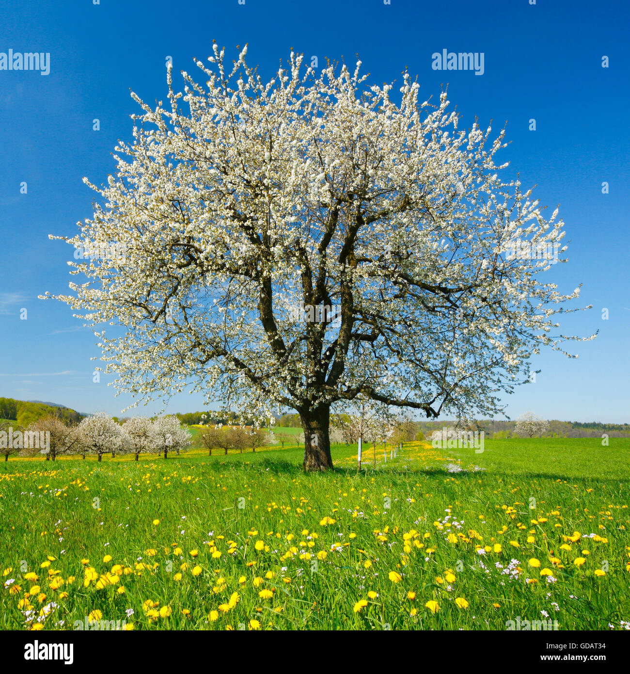 Kirschbäume im Frühling, Prunus Avium, Baselland, Schweiz Stockfoto