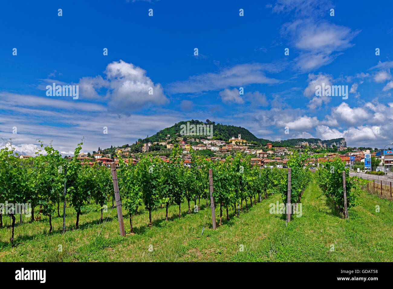 Stadt, Weinberg, Reben Stockfoto