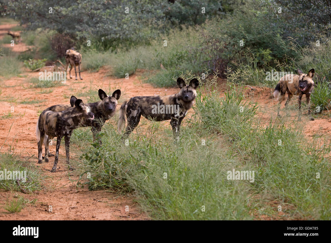 Afrikanischer Wildhund, LYKAON Pictus, Namibia Stockfoto