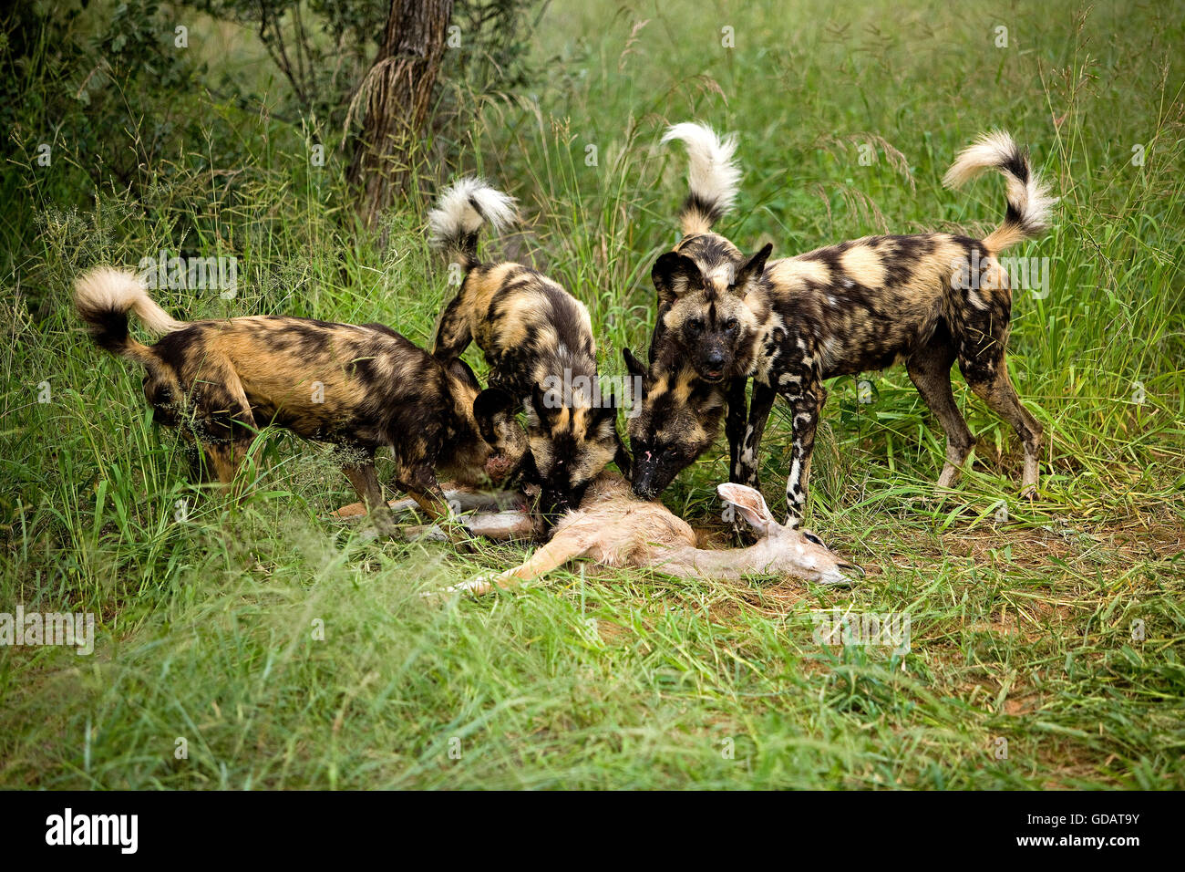 Afrikanischer Wildhund, LYKAON Pictus Pack auf einem Kill, eine größere Kudu weiblich Karkasse, Namibia Stockfoto