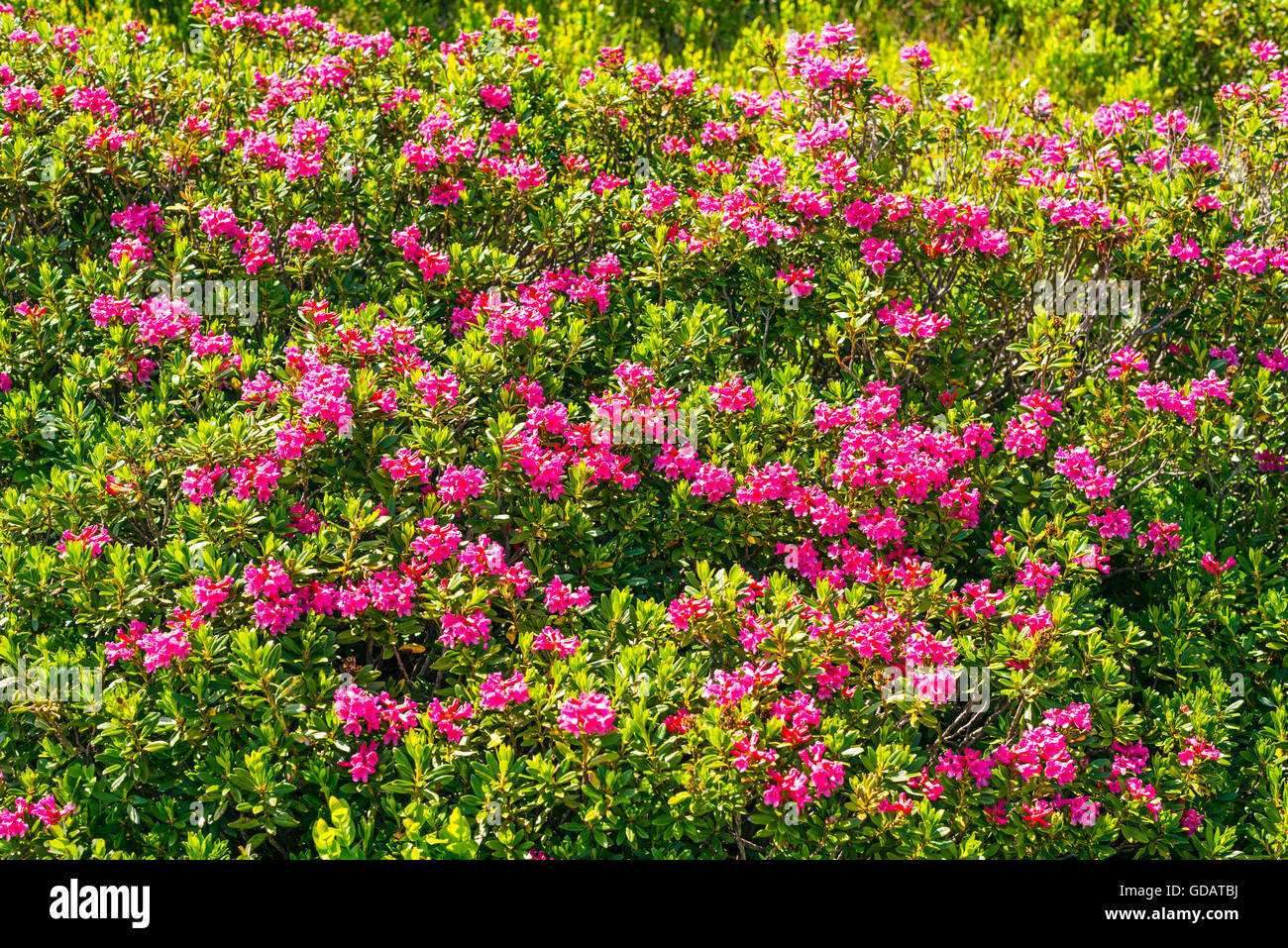 Allgäu, Allgäuer Alpen, Alpen, Alpine Pflanze, Alpenrosen, Alpenrosen blühen, Bayern, in der Nähe von Oberstdorf, Berglandschaft, behaarte Stockfoto