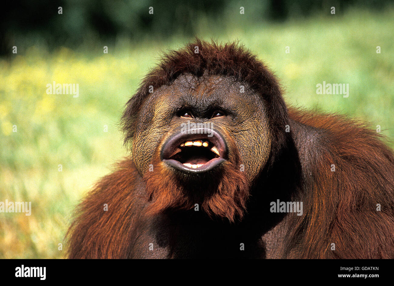 Orang-Utan, Pongo Pygmaeus, männlich mit lustigem Gesicht Stockfoto
