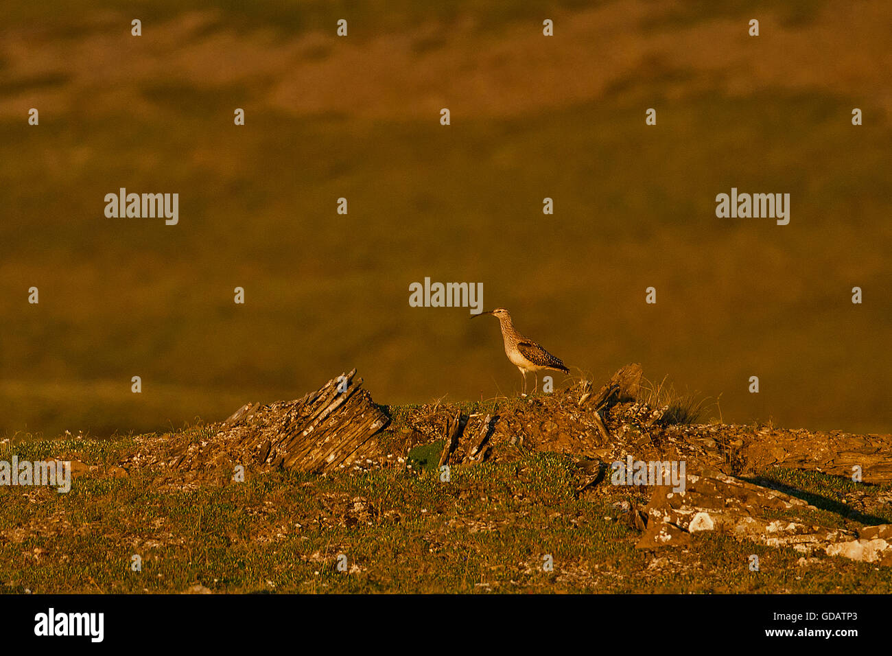 Borste thighed Brachvogel, Brachvogel Numenius Tahitiensis, Vogel, national Petroleum Reserve, Alaska, USA, Stockfoto