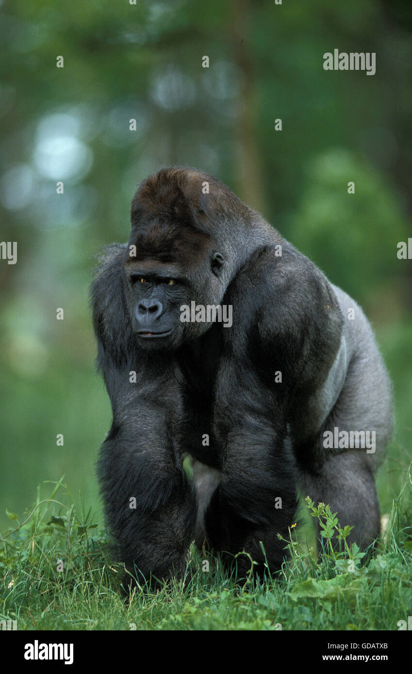 Östliche Flachlandgorilla, Gorilla Gorilla Graueri, männlichen Silberrücken Stockfoto