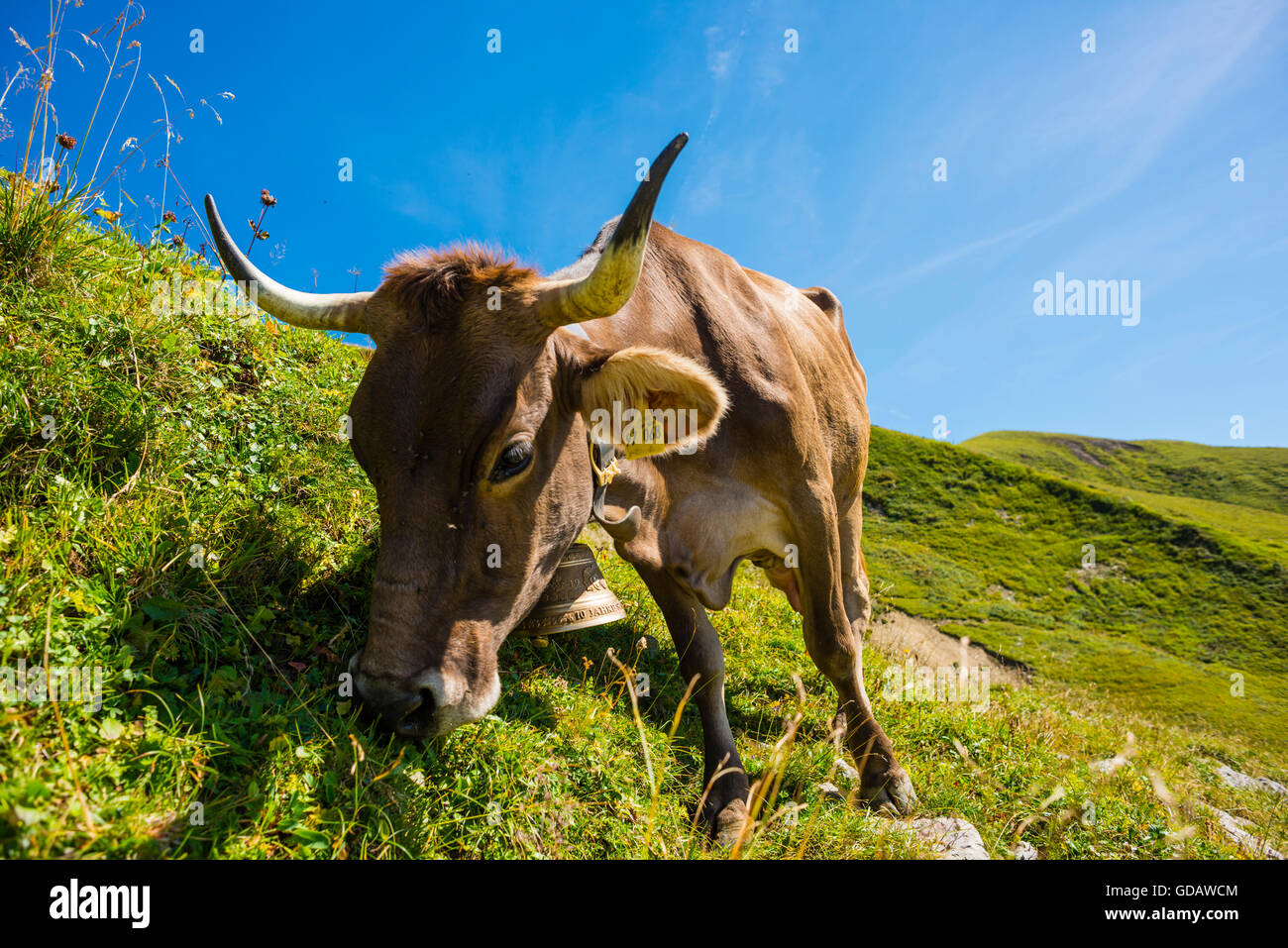 Allgäu, Allgäuer Alpen, Allgäu braune Rinder, Alpine Rasen, Bayern, in der Nähe von Oberstdorf, Bos Primigenius Taurus, braune Rinder, Keim Stockfoto