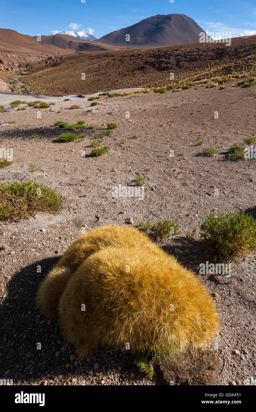 Chile, Atacama-Wüste Stockfoto