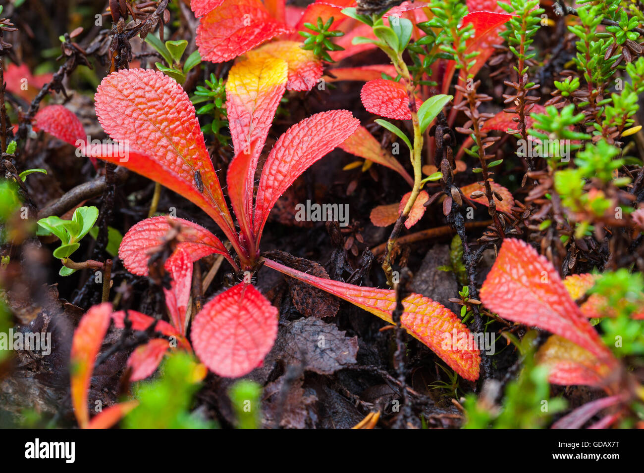 Blatt, Blätter, Europa, Finnland, Herbst, Farben, Lappland, Herbstpflanzen, Scandinavia Stockfoto