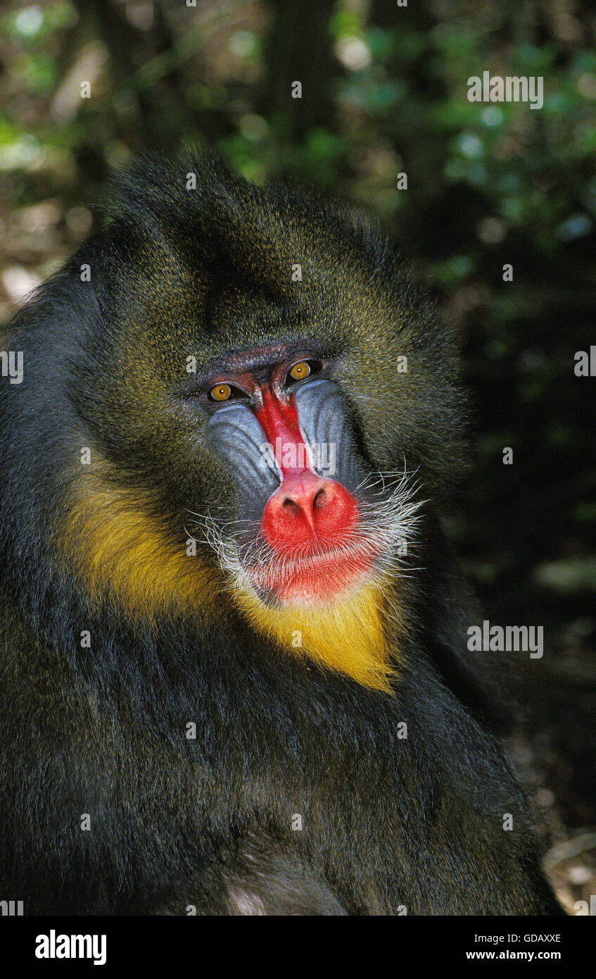 MANDRILL Mandrillus Sphinx, Porträt von männlichen Stockfoto