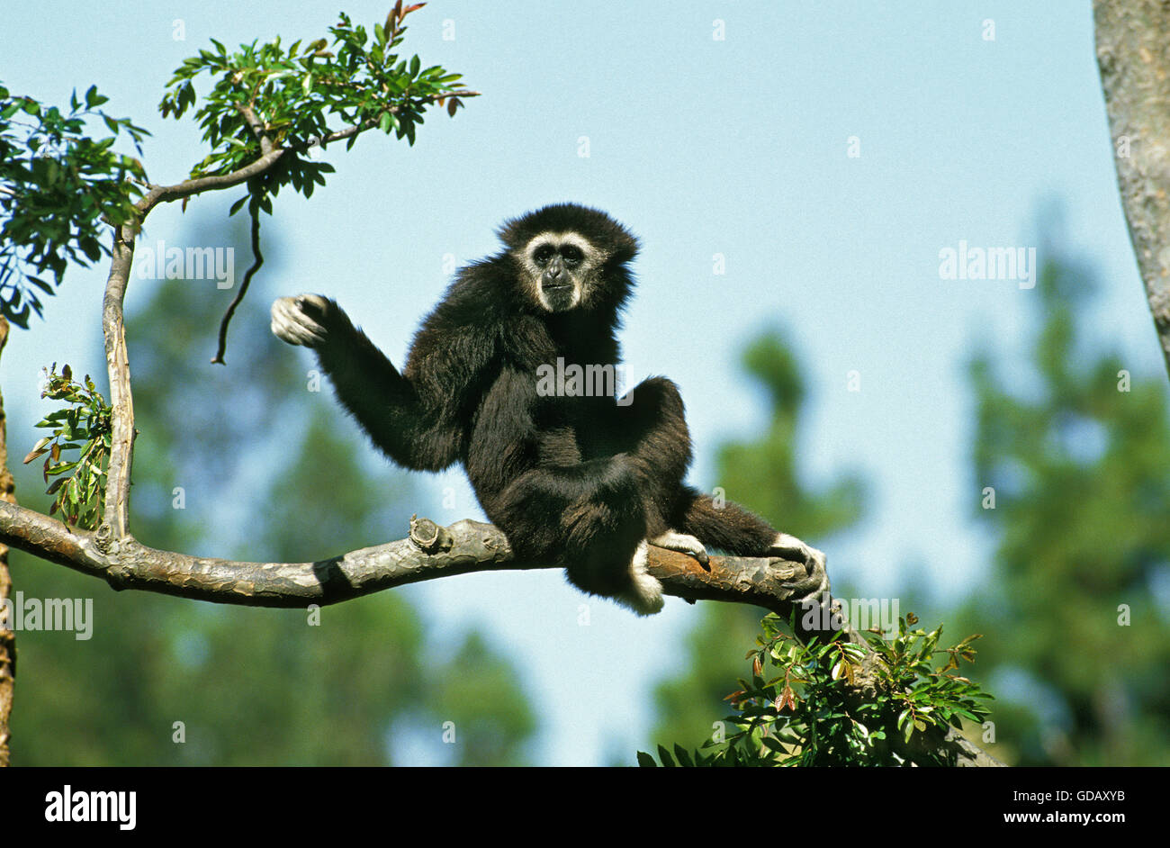 WHITE-HANDED GIBBON Hylobates Lar, männlichen ON Zweig Stockfoto