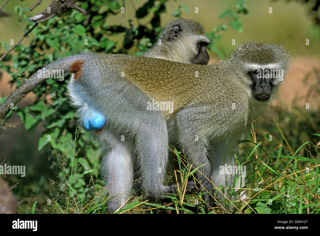 Vervet Affen, grüne Aethiops, paar auf Ast, Krügerpark in Südafrika Stockfoto