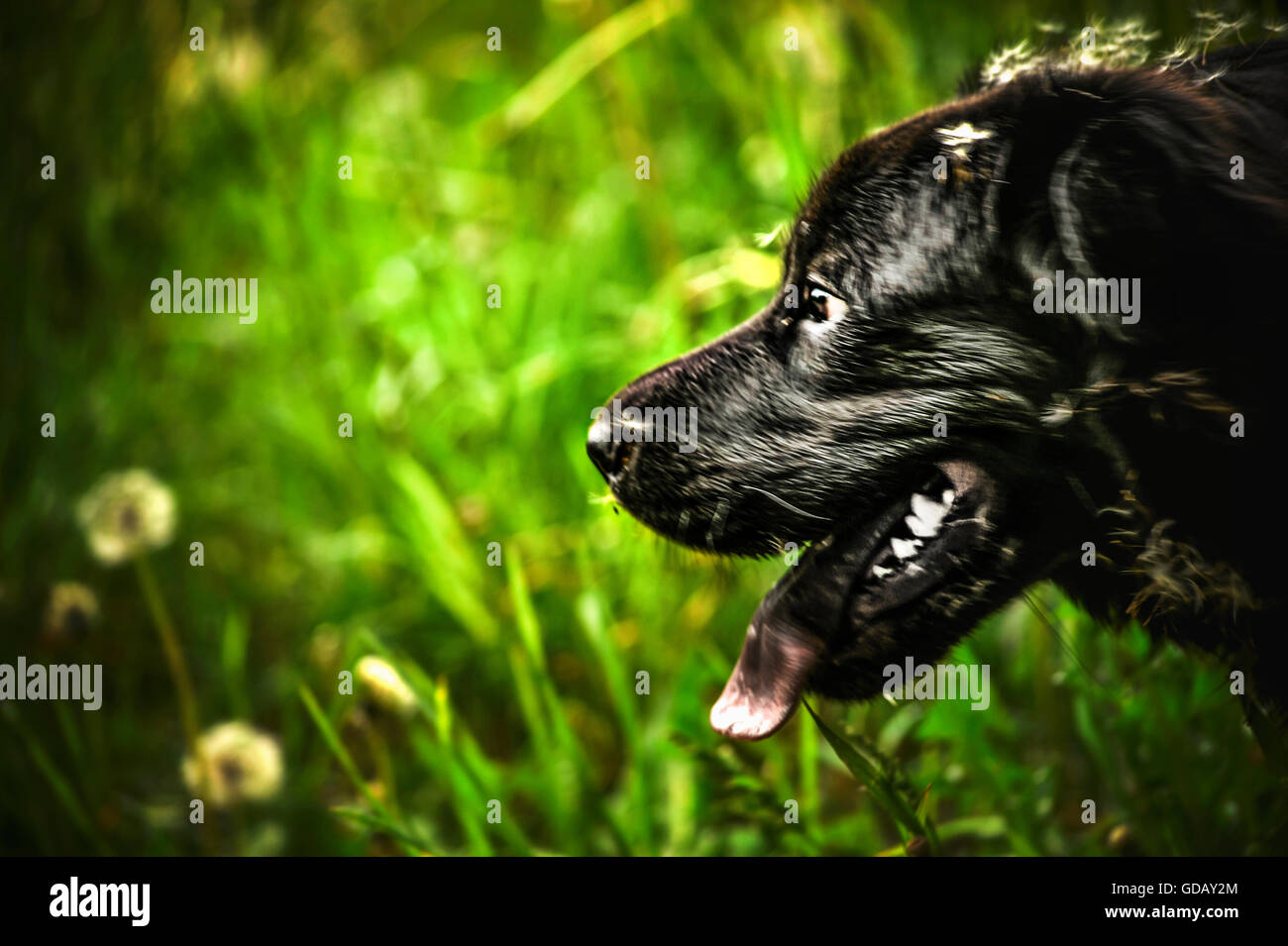 Nahaufnahme von der schwarze Kopf Hund spielen im Sommerwiese Stockfoto