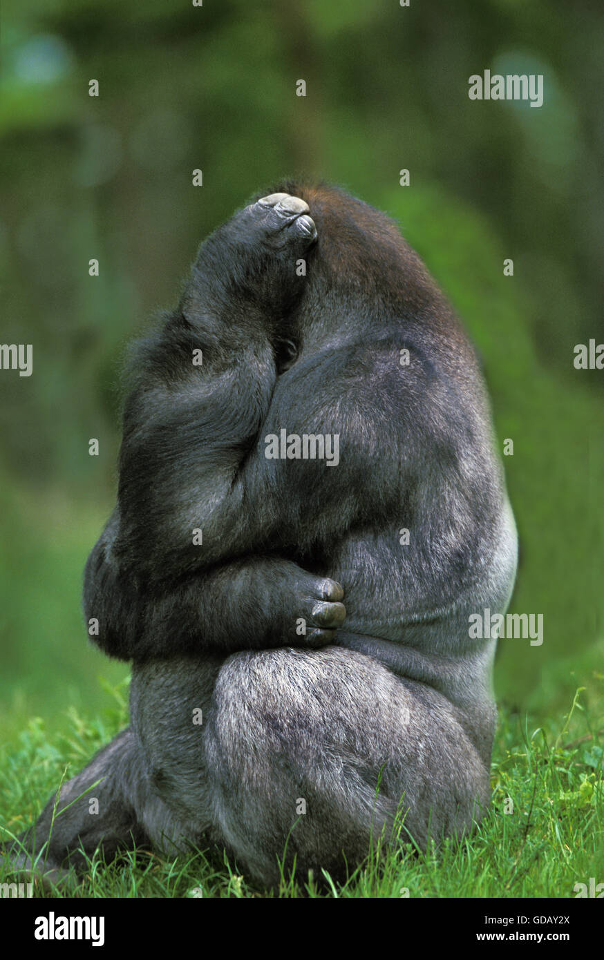 Gorilla Gorilla Gorilla Silberrücken erwachsenen Männchen sitzen auf Rasen Stockfoto